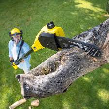 Best Tree Maintenance Programs  in Bellefonte, DE