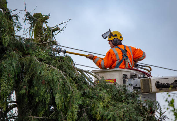 How Our Tree Care Process Works  in  Bellefonte, DE