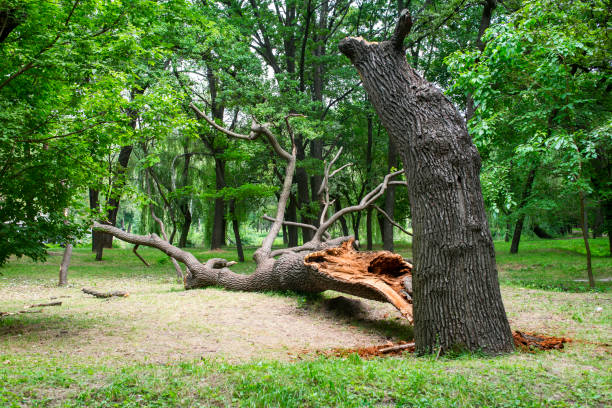 Professional Tree Care in Bellefonte, DE