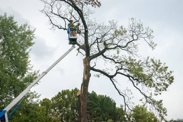 Best Commercial Tree Services  in Bellefonte, DE
