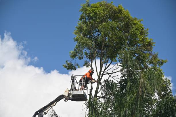 Best Tree and Shrub Care  in Bellefonte, DE