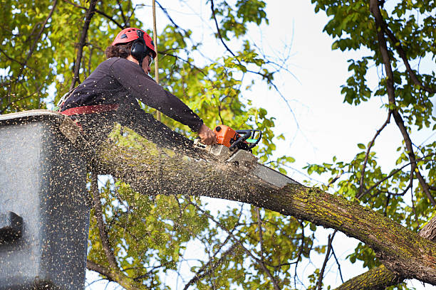 Best Pest Control for Lawns  in Bellefonte, DE