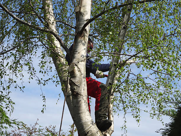 Best Tree Trimming and Pruning  in Bellefonte, DE