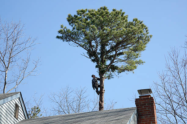 Best Emergency Tree Removal  in Bellefonte, DE