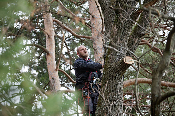 Best Storm Damage Tree Cleanup  in Bellefonte, DE