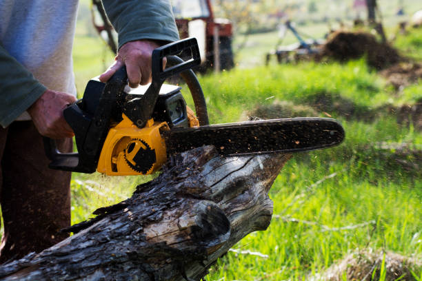 Best Firewood Processing and Delivery  in Bellefonte, DE